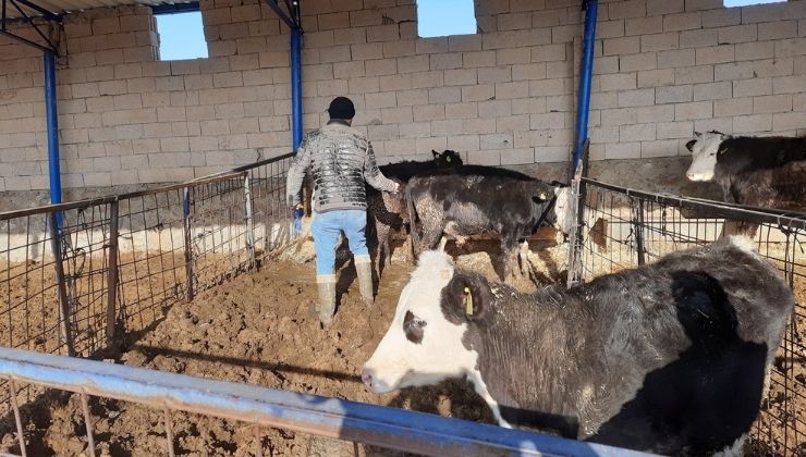 İlçelerde hayvan sağlığını korumak için şap aşılaması devam ediyor