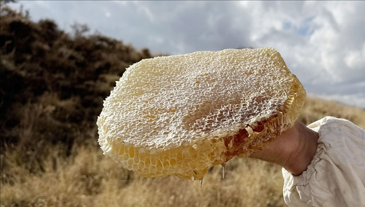 Ilgaz’da satılan bal dünyanın en pahalı balı olarak Guinness Rekorlar Kitabı’na girdi