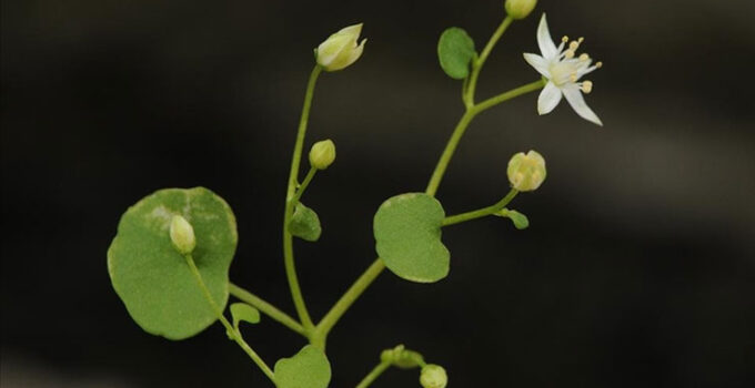 İzmir’de endemik bitki türü keşfedildi