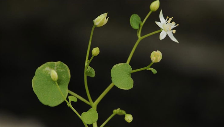 İzmir’de endemik bitki türü keşfedildi