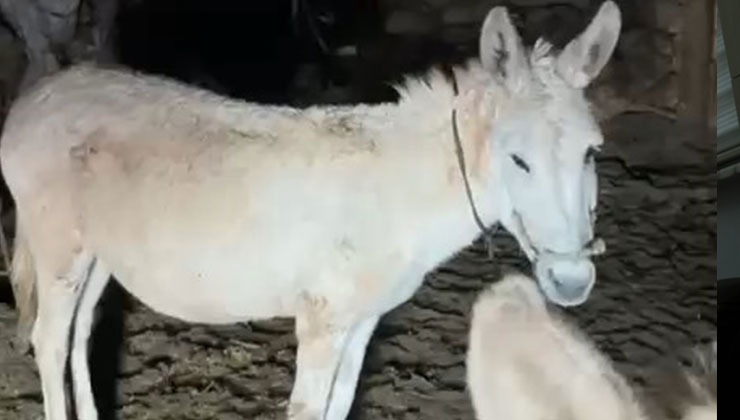 Kardan etkilenen eşekleri sahiplenip, bakmaya başladı