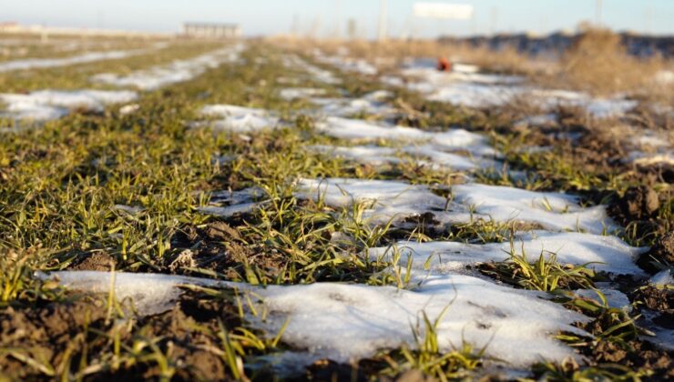 Konya Ovası’nda karsız sezon endişesi