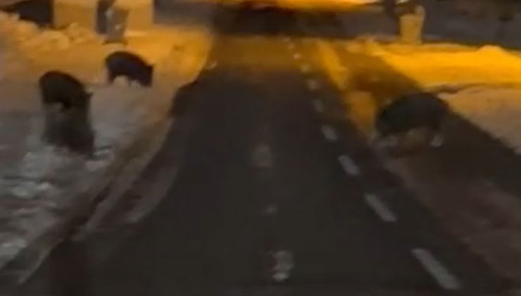 Konya’da aç kalan yaban domuzları yerleşim yerine indi