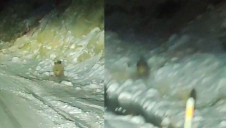 Konya’da aç kalan yaban domuzu kara yoluna indi