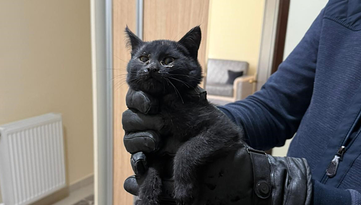 Konya’da bacaya giren kedi itfaiyenin 6 saatlik operasyonuyla kurtarıldı