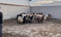 Konya’da çalınan koyunlar bulundu