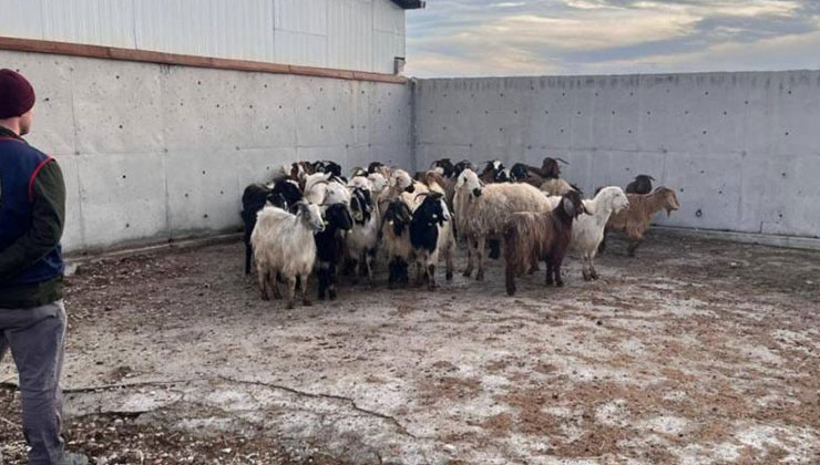 Konya’da çalınan koyunlar bulundu