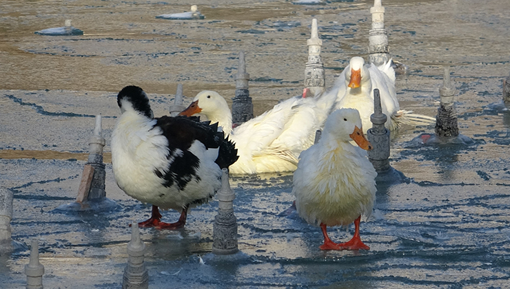 Konya’da soğuktan süs havuzları buz tuttu