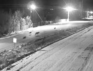 Konya’nın bu ilçesinde kurt sürüsü görüntülendi