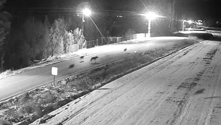 Konya’nın bu ilçesinde kurt sürüsü görüntülendi