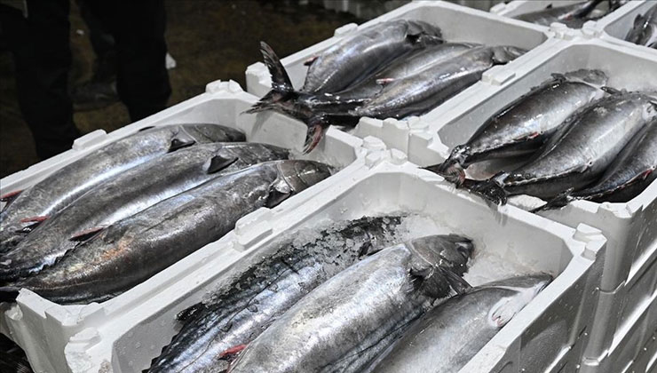 Marmara Denizi’nde torik bolluğu yaşanıyor