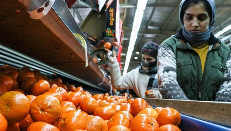 Narenciye ihracatı 2025’te Türkiye’ye 1 milyar 477 milyon 58 bin dolar kazandırdı