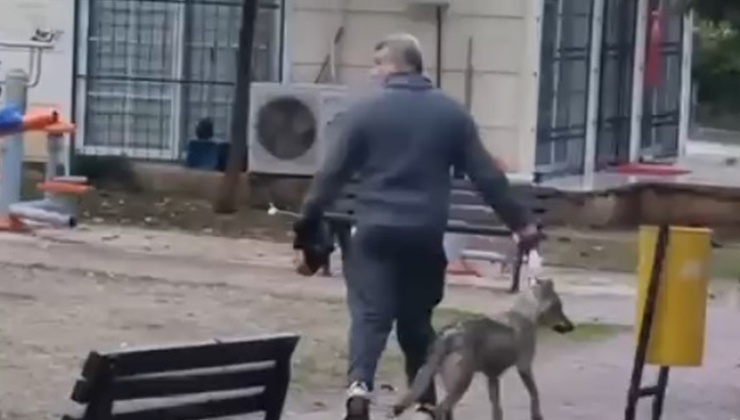 Sahipsiz 2 kurt köpeği, tasmayla gezdirilen evcil köpek ile sahibine saldırdı