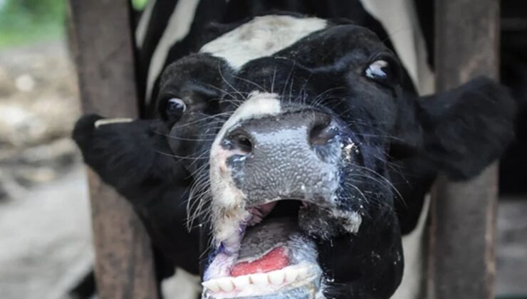 Şap hastalığıyla mücadelede aşılama hayati önem taşıyor