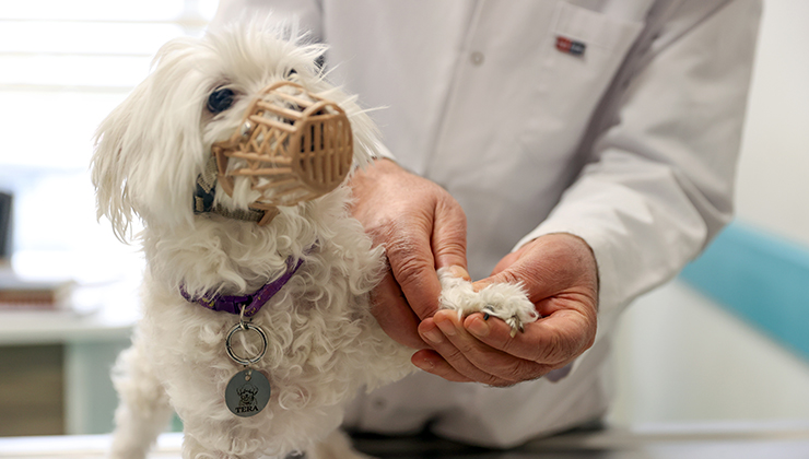 Veterinerlik hizmetinde Konya farkı: 21 bin hayvan tedavi edildi