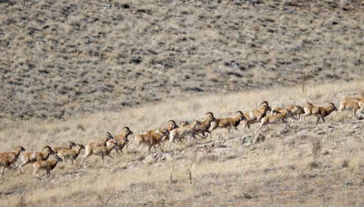 Anadolu cerenleri” Konya’daki doğal yaşam alanlarında görüntülendi