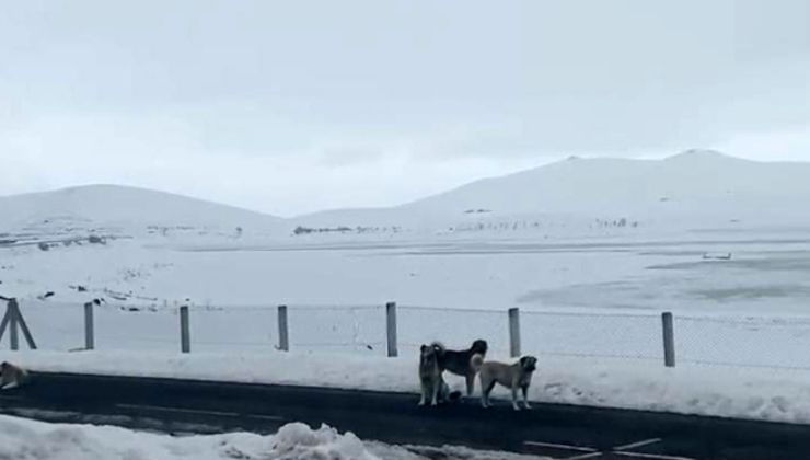 Başıboş sokak köpekleri tehlike saçıyor