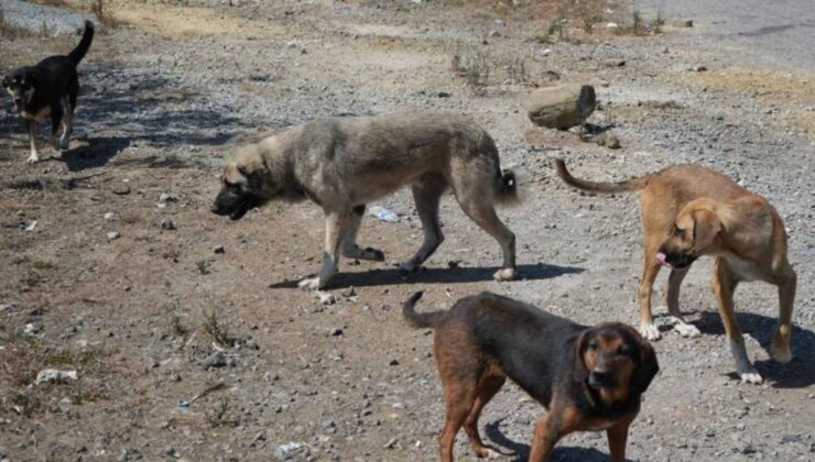 Başıboş köpekler tehlike saçıyor