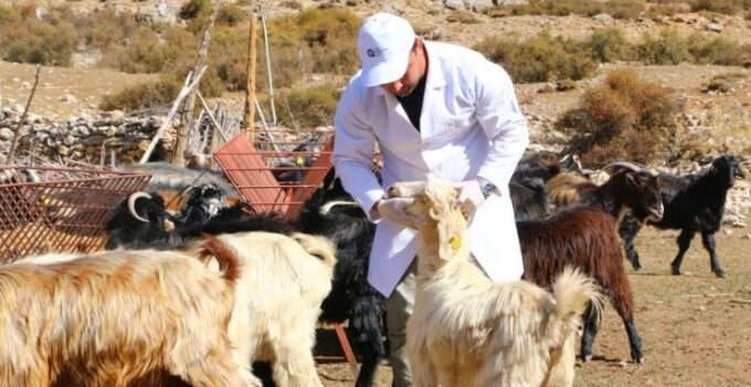 Büyükşehir Çoban Haritası Projesi ile 508 çobana destek oldu