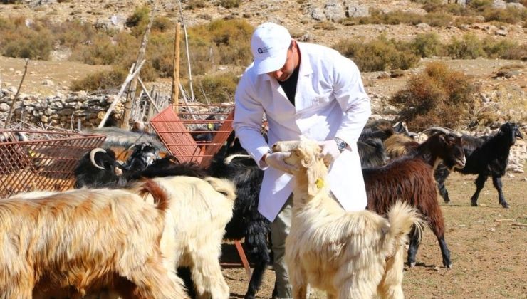 Büyükşehir Çoban Haritası Projesi ile 508 çobana destek oldu