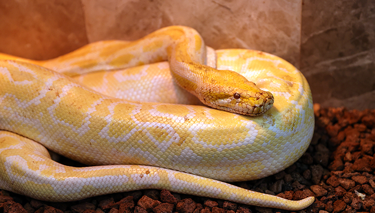 Konya’da albino burma pitonuna özenle bakılıyor