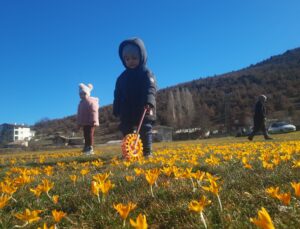 Konya’da çiğdemlerin açtığı Bartlı Yaylası’nda görsel şölen büyülüyor