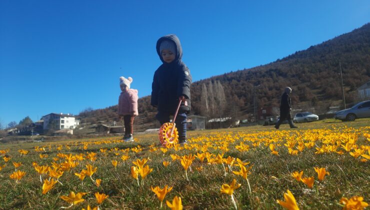 Konya’da çiğdemlerin açtığı Bartlı Yaylası’nda görsel şölen büyülüyor