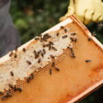 Konya’da hükümlülere yönelik arıcılık kursu açıldı