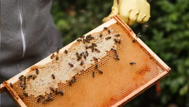 Konya’da hükümlülere yönelik arıcılık kursu açıldı
