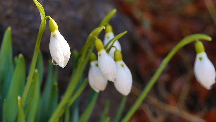 Konya’da kardelenler görücüye çıktı