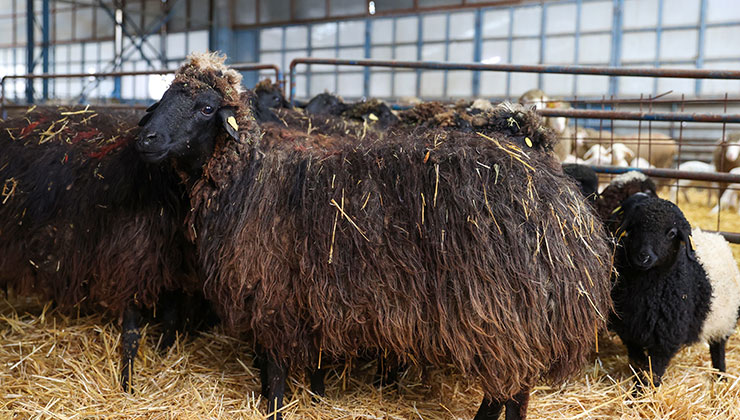 Konya’daki enstitü nesli tükenme tehlikesi altındaki koyun ırkını korunuyor