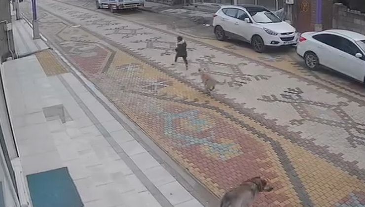 Mardin’de sahipsiz köpeğin saldırısına uğrayan çocuğu esnaf kurtardı