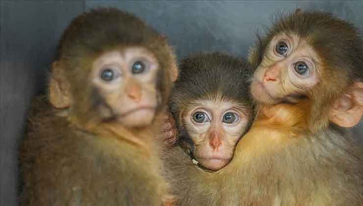 Polis denetiminde ele geçirilen makak maymunu yavrularına özenle bakılıyor