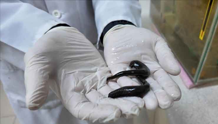 Tıbbi sülük yetiştiriciliğinde keçi kanının verimi artırdığı literatüre girdi