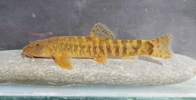 Türkiye’de her 3 tatlı su balığından biri tehlike altında