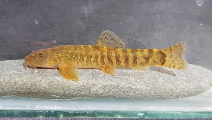 Türkiye’de her 3 tatlı su balığından biri tehlike altında