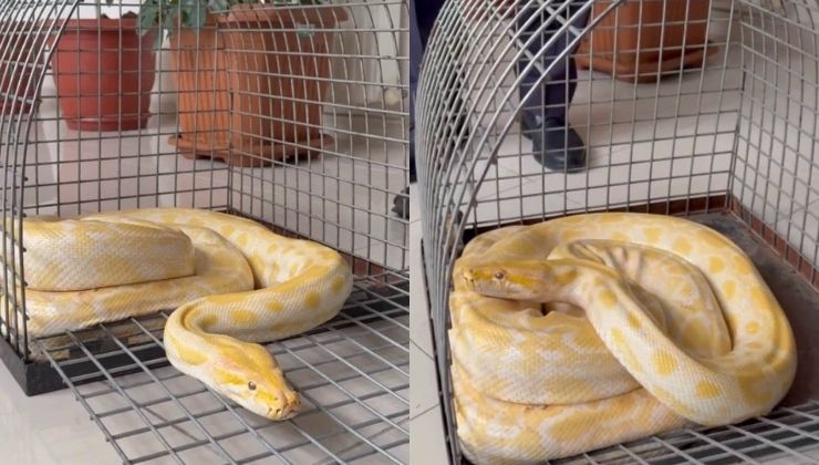 Uluslararası yasaklı yılan Konya’da koruma altına alındı