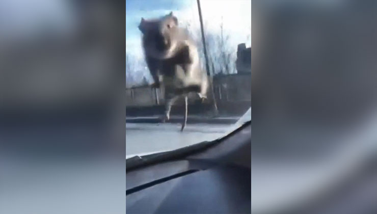 Yolda ilerleyen araca fare atladı; sürücü polis çevirmesine girince kaçtı