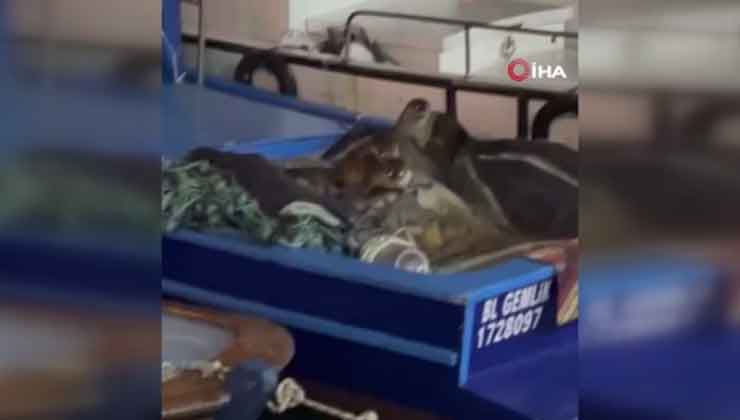 Aç kalan anne su samuru ve yavrularının tekneye sığındı anlar kamerada