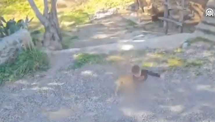 Antalya’da sahipsiz köpeklerin saldırdığı çocuk yaralandı