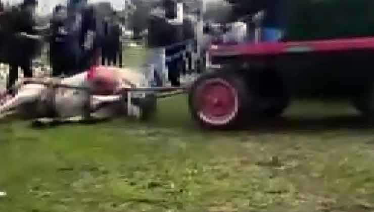 Atlara koşmadığı için şiddet uygulayan şüphelilere hayvan barınağında çalışma cezası