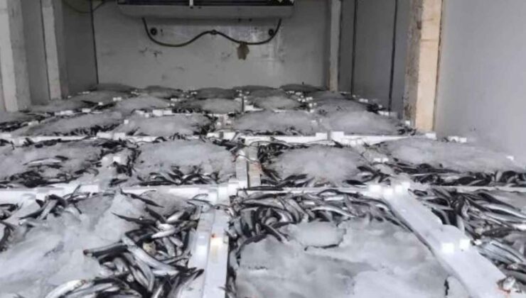 Aydın’da nakil belgesiz 290 kasa balığa el konuldu