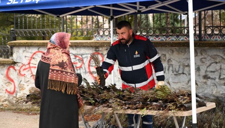 Belediyeden mezar ziyaretine gelenlere lavanta fidesi