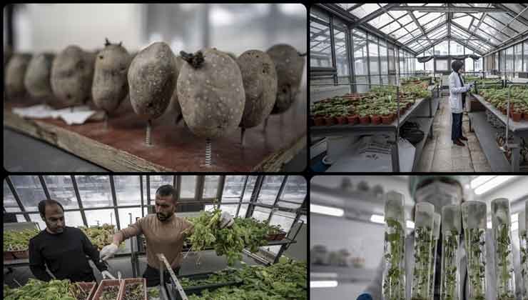 Erzurum’da yerli patates çeşitleri 20 yıllık bilimsel çalışmalarla geliştiriliyor
