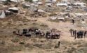 Filistin topraklarını gasbeden İsrailliler, bir Filistinlinin 150 büyükbaş hayvanını çaldı