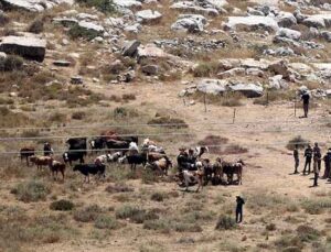 Filistin topraklarını gasbeden İsrailliler, bir Filistinlinin 150 büyükbaş hayvanını çaldı