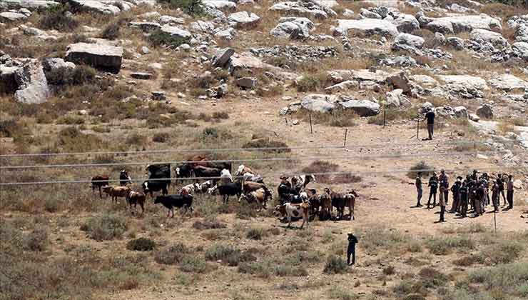 Filistin topraklarını gasbeden İsrailliler, bir Filistinlinin 150 büyükbaş hayvanını çaldı