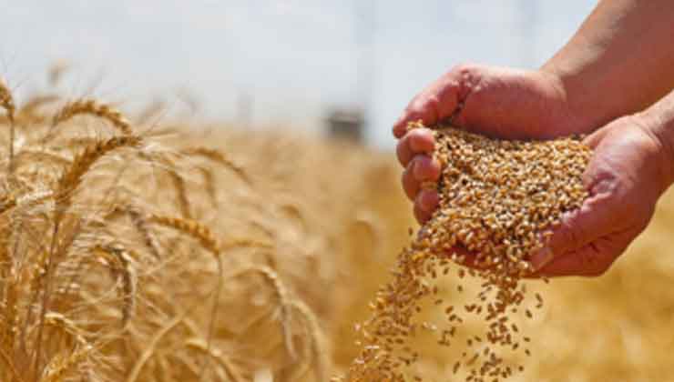 Hasat Öncesi Hububat Kongresi Konya’da düzenlenecek