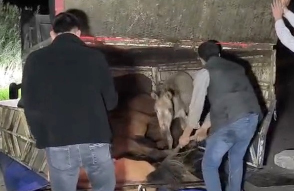 Kamyonet devrildi kasasındaki eşekler yaralandı