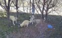 Karaman’da başıboş köpeklerin kediyi öldürdüğü anlar kameraya yansıdı